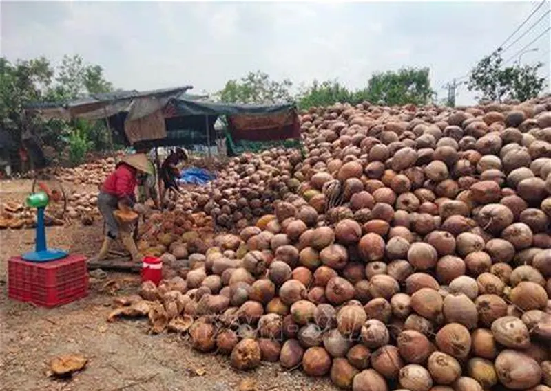 Giá sỉ  lẻ của dừa khô Bến Tre