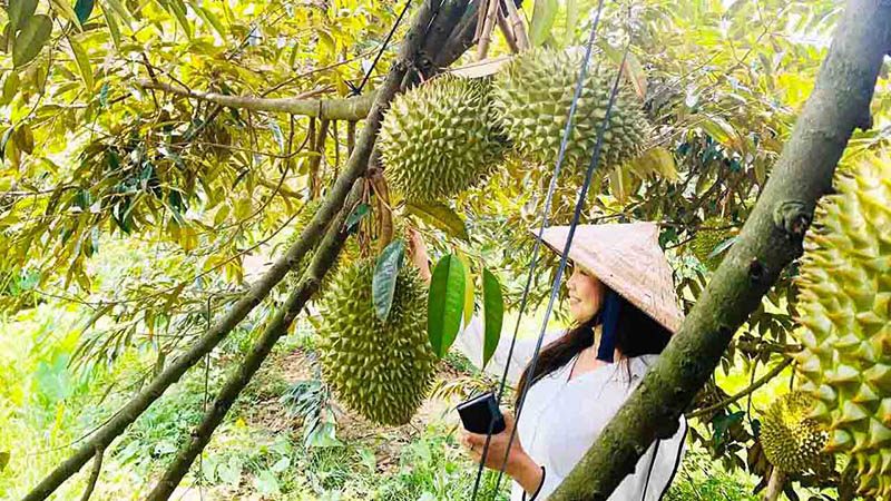 Tham quan vườn trái cây tại Làng Bè